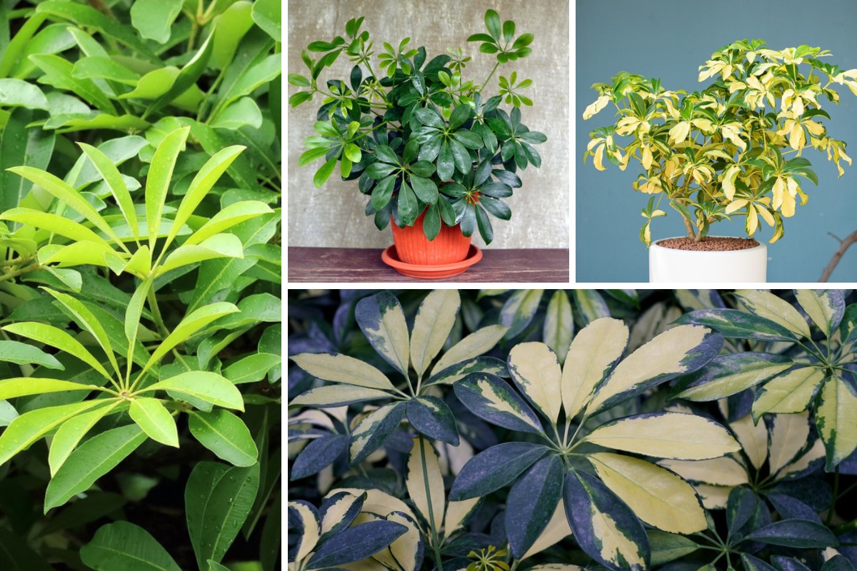 10-Different-Types-of-Umbrella-Plants