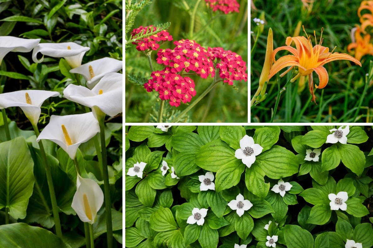 10-Perennials-for-Acidic-Soil