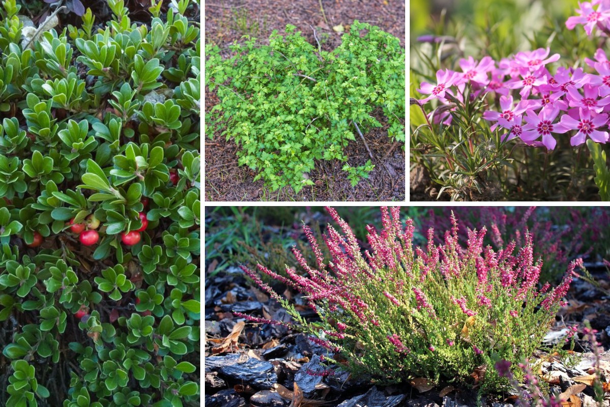 10-Shrubs-for-Erosion-Control