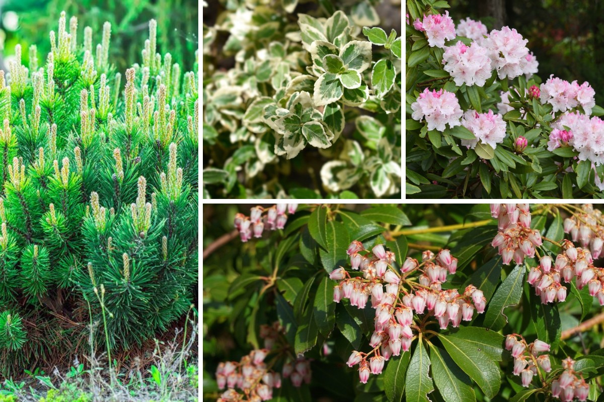 20-Evergreen-Shrubs-for-a-Year-Round-Lush-Garden