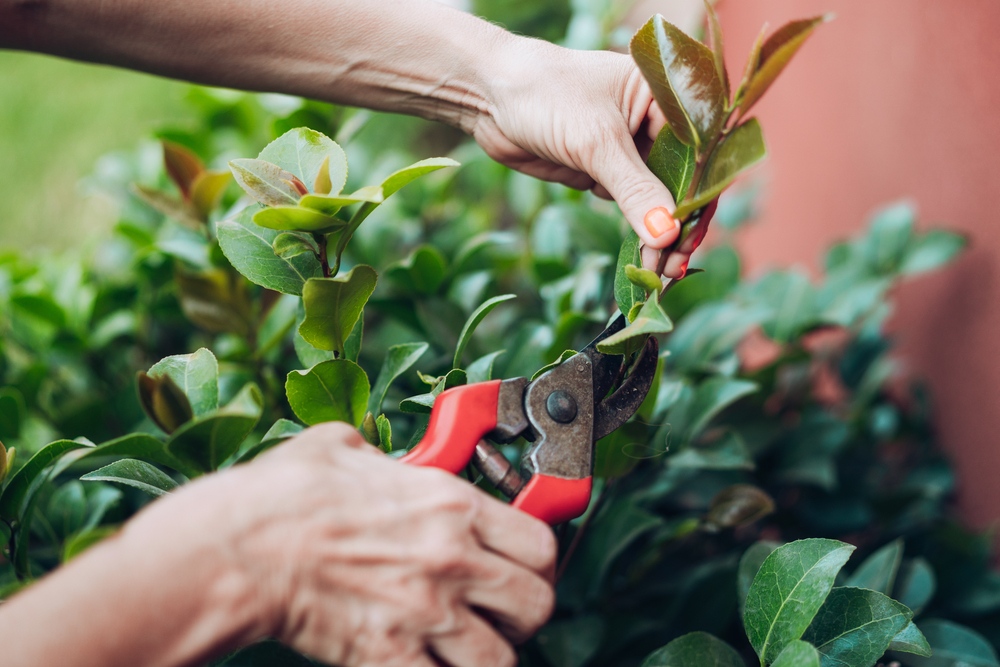 Camellia-Cutting