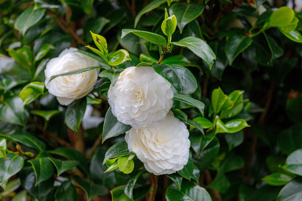 Camellia-White