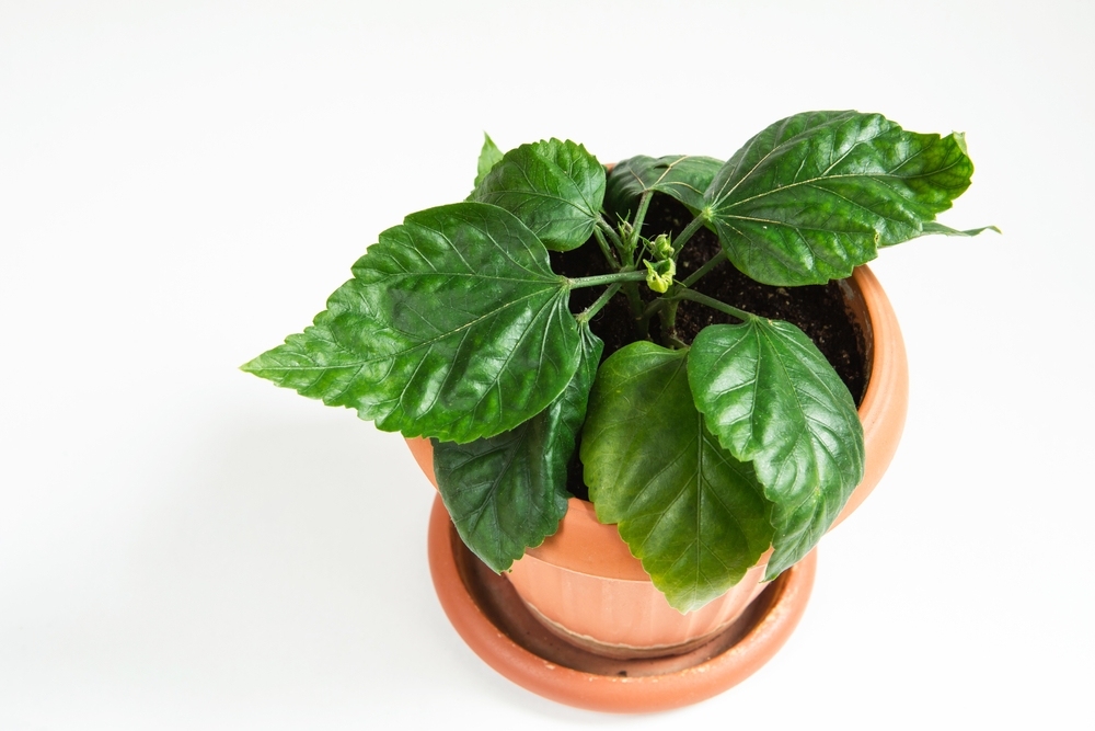Hibiscus Plant