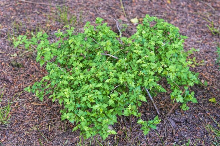 10 Shrubs for Erosion Control Garden Lovers Club