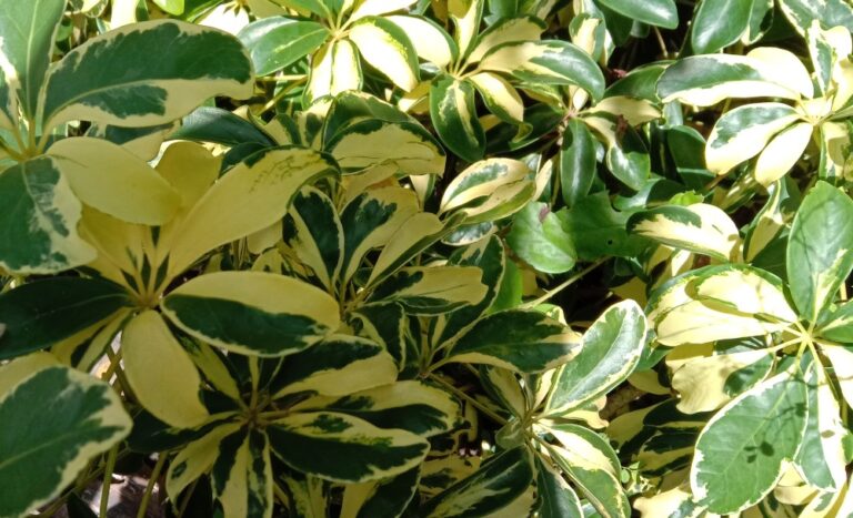 10 Different Types of Umbrella Plants - Garden Lovers Club
