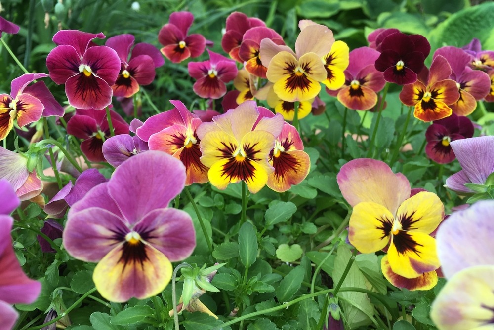 Pansy