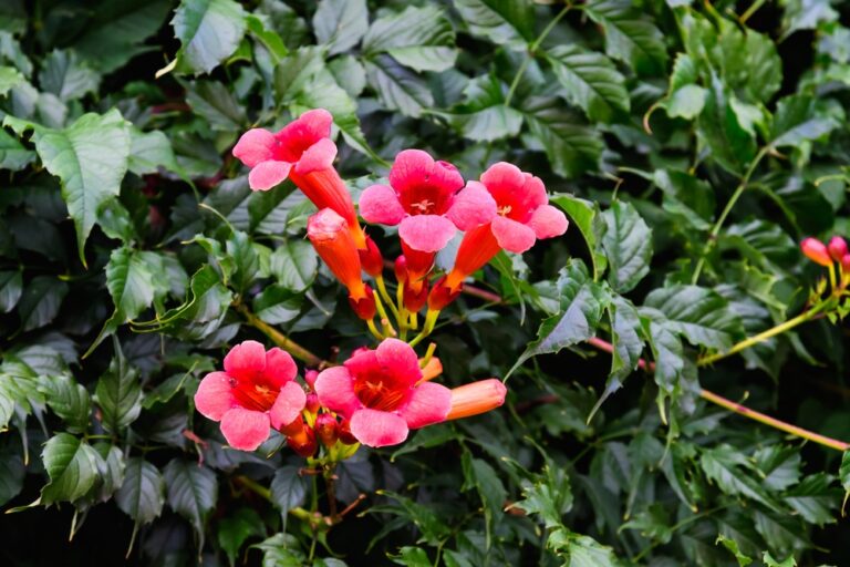 10 Best Wisconsin Vines Garden Lovers Club