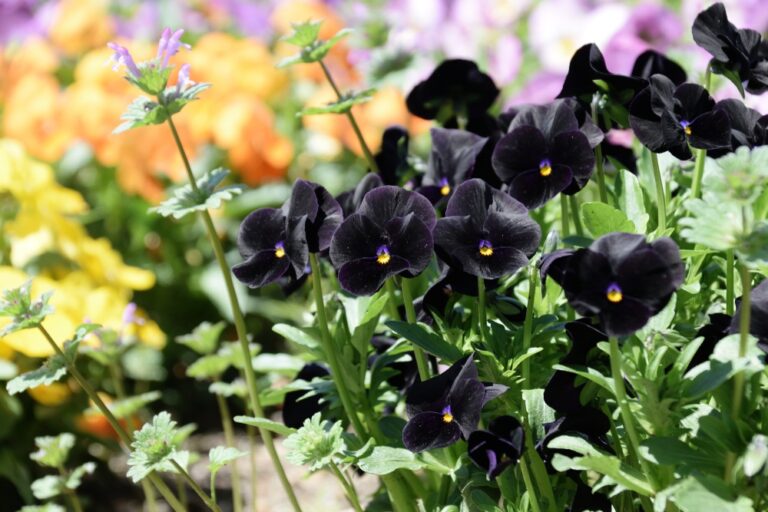 15 Black Perennials for a Sophisticated Garden - Garden Lovers Club