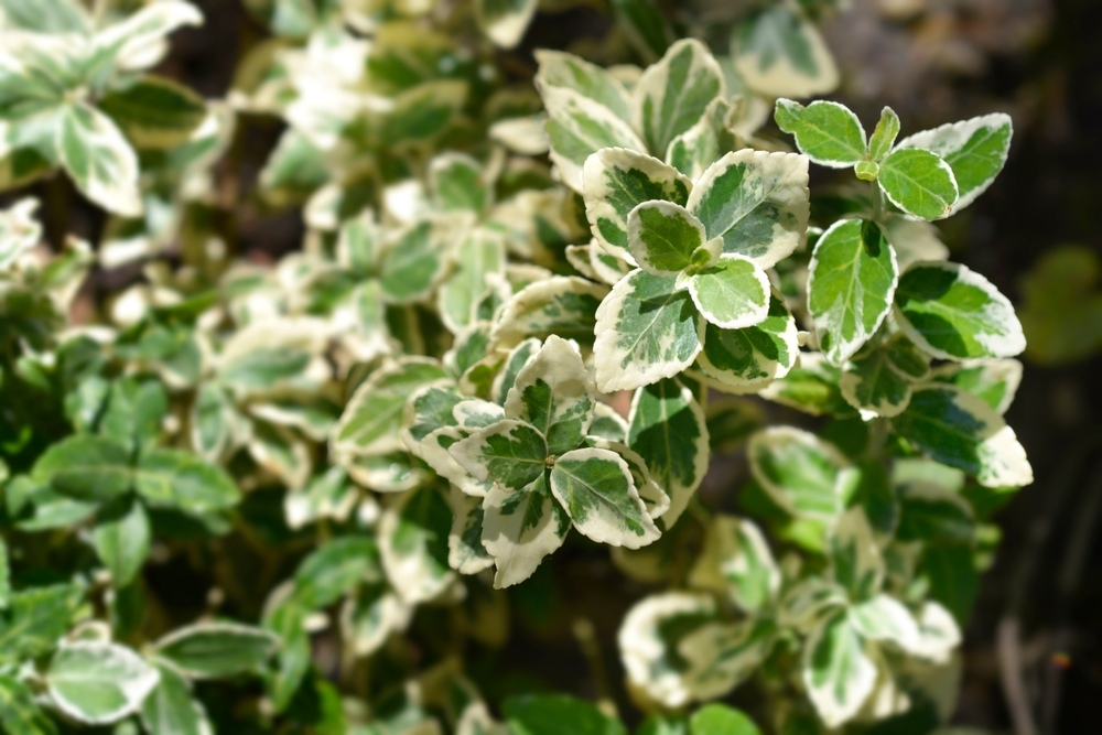 20 Evergreen Shrubs for a Year-Round Lush Garden - Garden Lovers Club