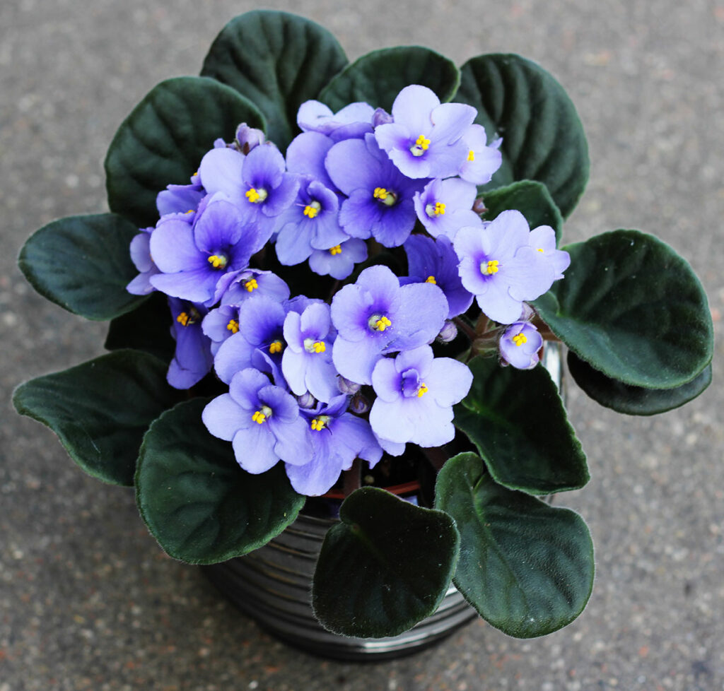 African violet Blooming