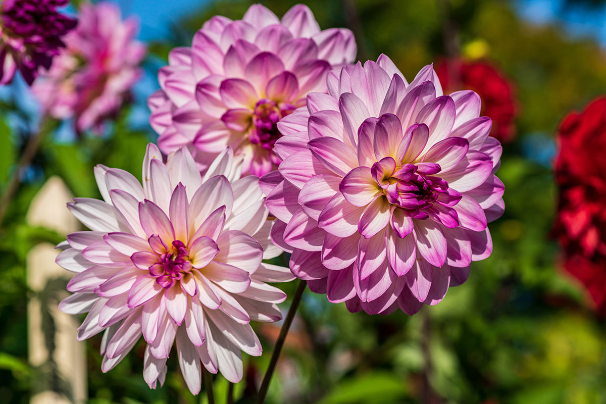How to Get Dahlias to Bloom Garden Lovers Club