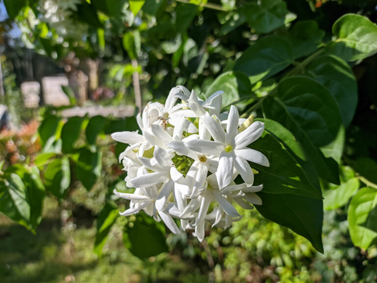 Tips on How to Get Jasmine to Bloom Indoors Garden Lovers Club