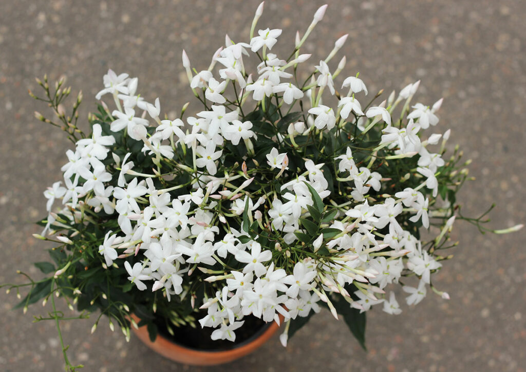 blooming jasmine in a pot