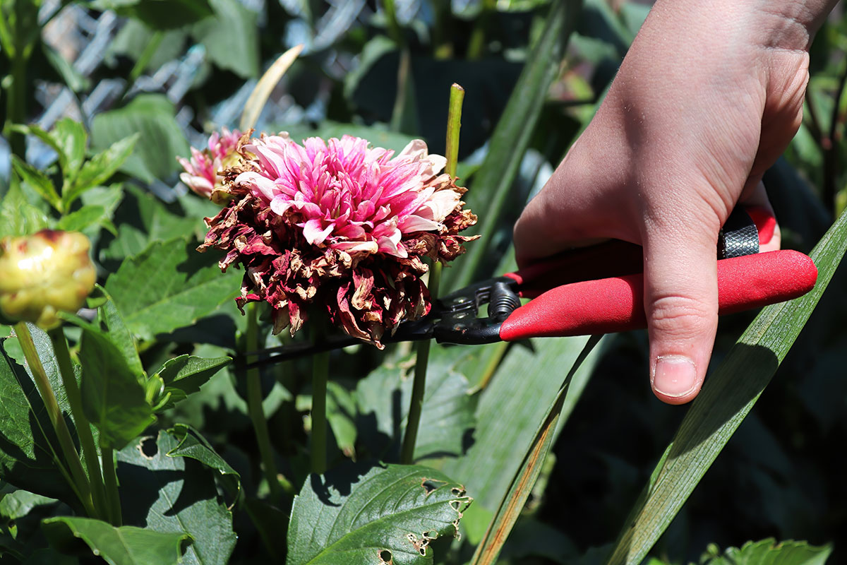 How to Get Dahlias to Bloom Garden Lovers Club