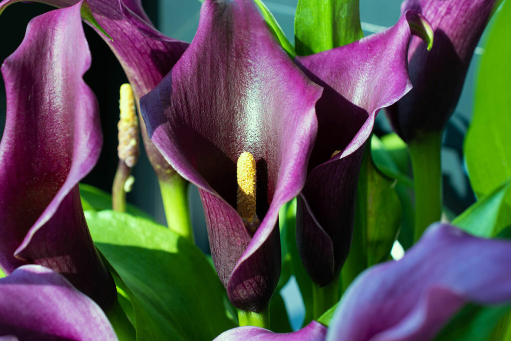 purple calla lillies