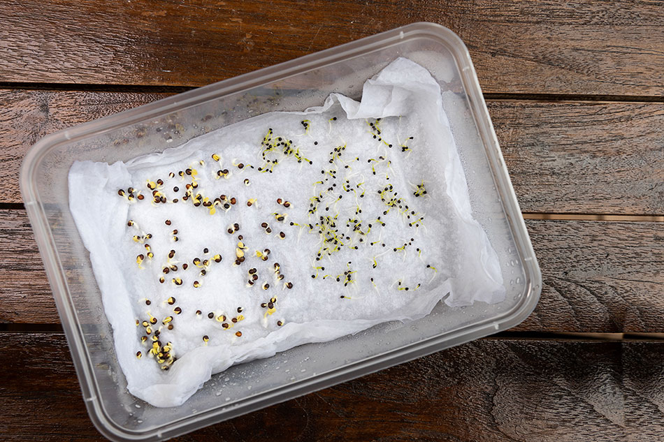 seeds in paper towel