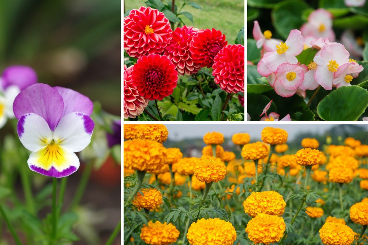 10 Awesome Indiana Annuals
