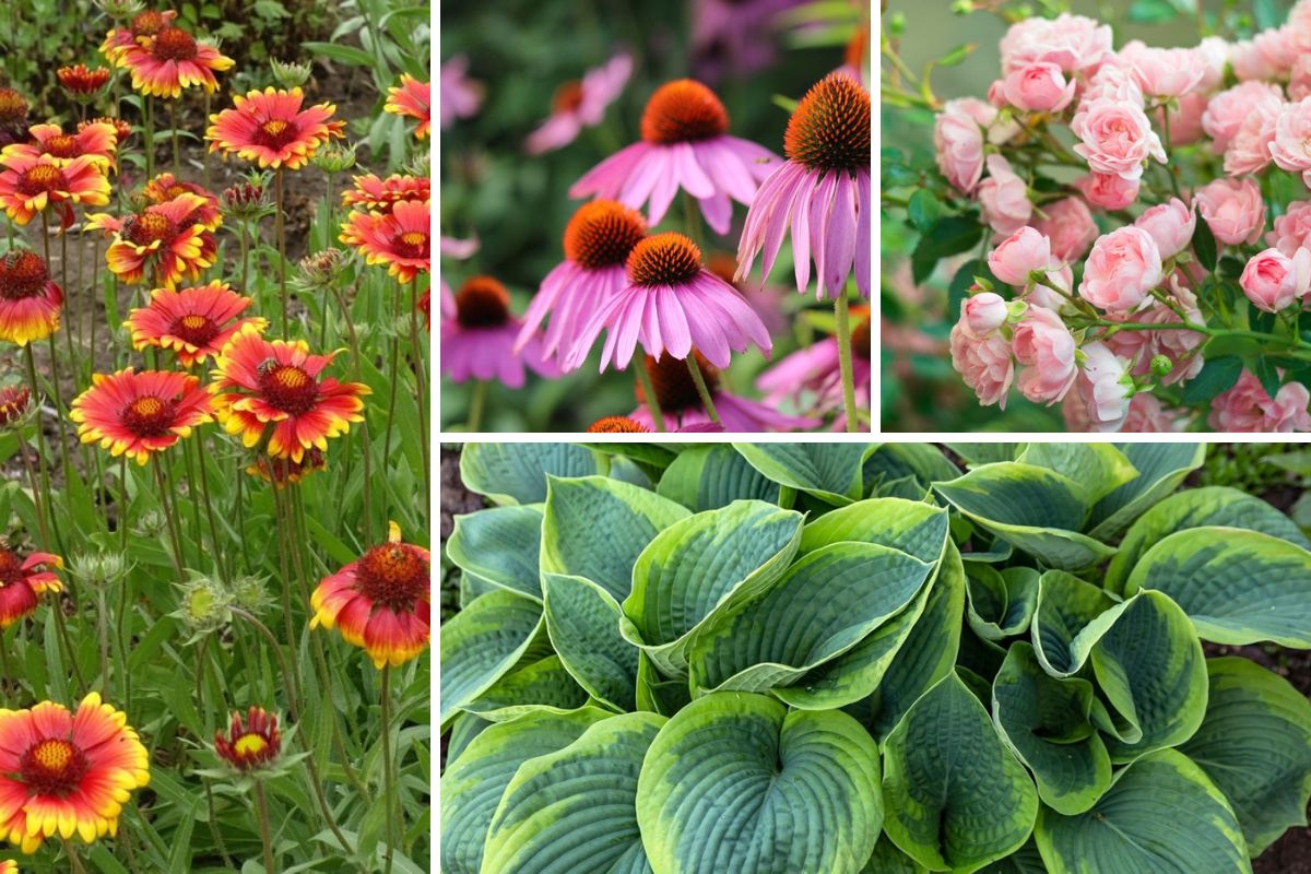 Image of Bee balm and phlox companion plants