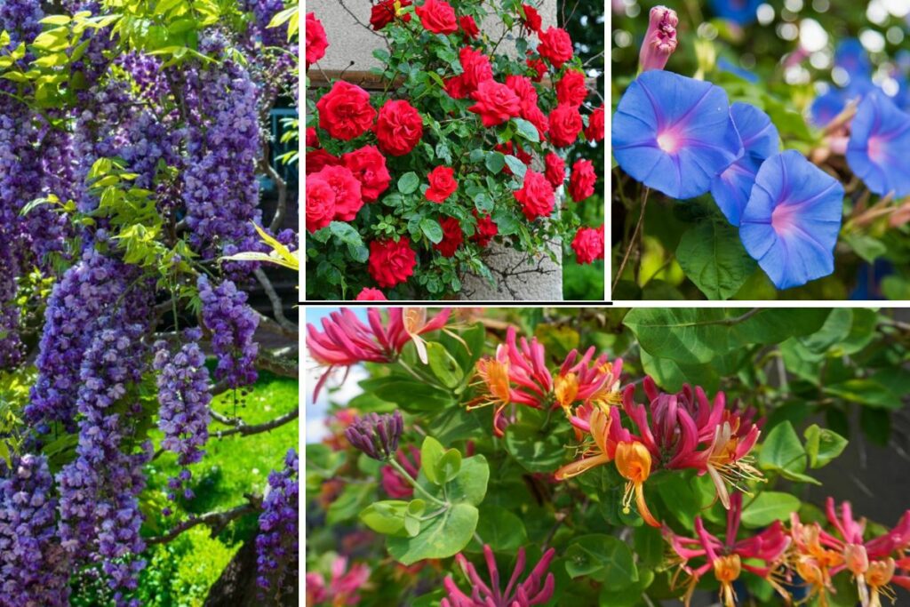 10 Best Iowa Flowering Vines