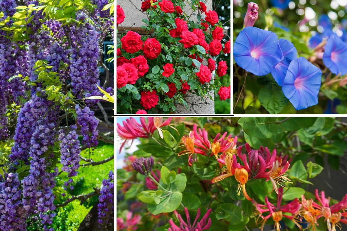 10-Best-Iowa-Flowering-Vines