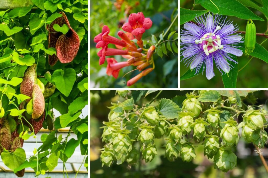 10-Best-Kentucky-Flowering-Vines