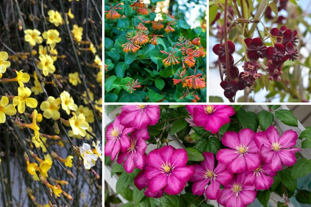 10 Best North Carolina Flowering Vines