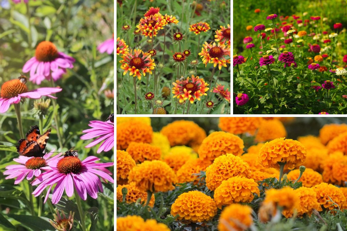 Image of Coneflower and black-eyed susan companion plants