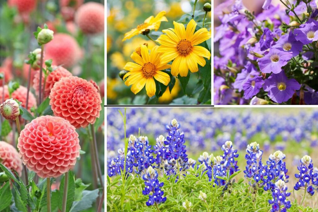 10-Easy-Growing-Texas-Annuals