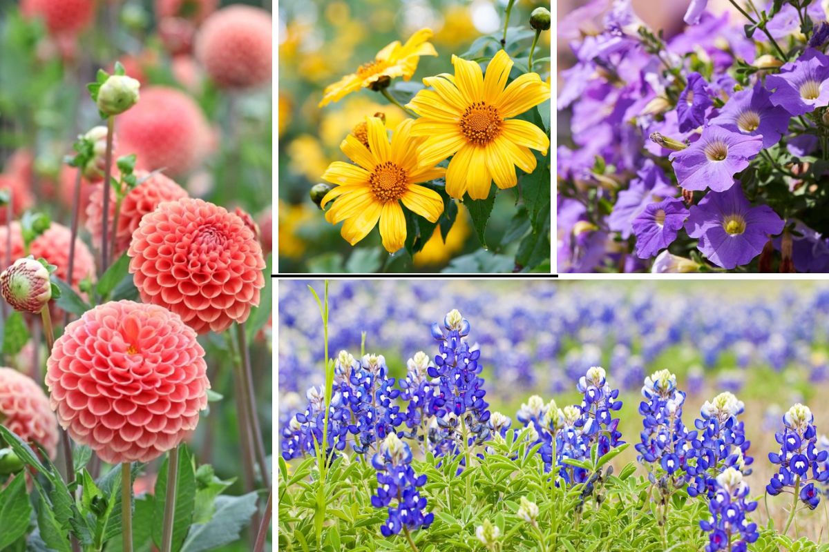 10-Easy-Growing-Texas-Annuals