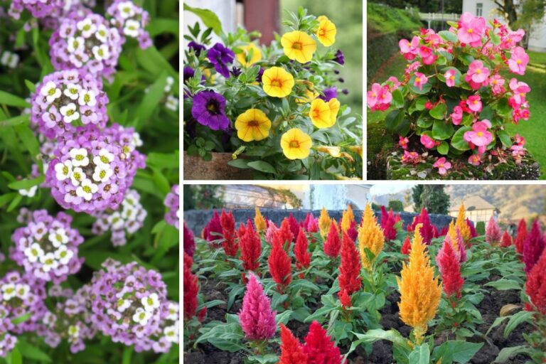 17 Full Sun Annuals that Bloom All Summer - Garden Lovers Club