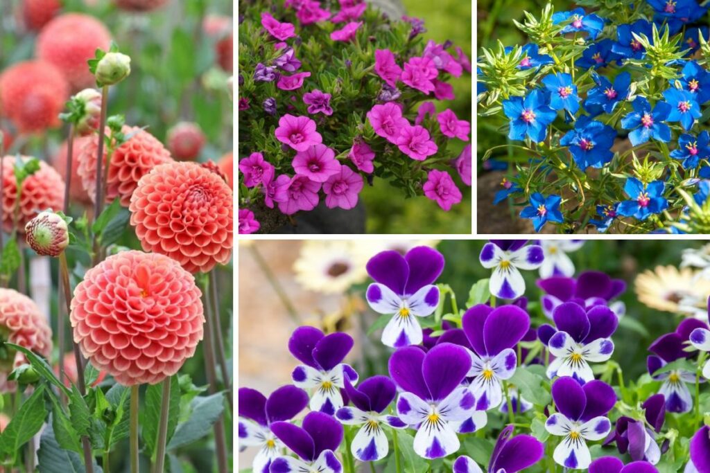 10 Fabulous Ohio Annuals