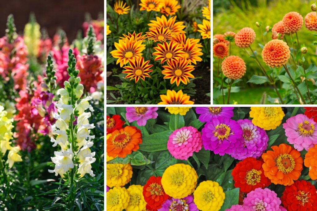 10 Perfect Colorado Annuals