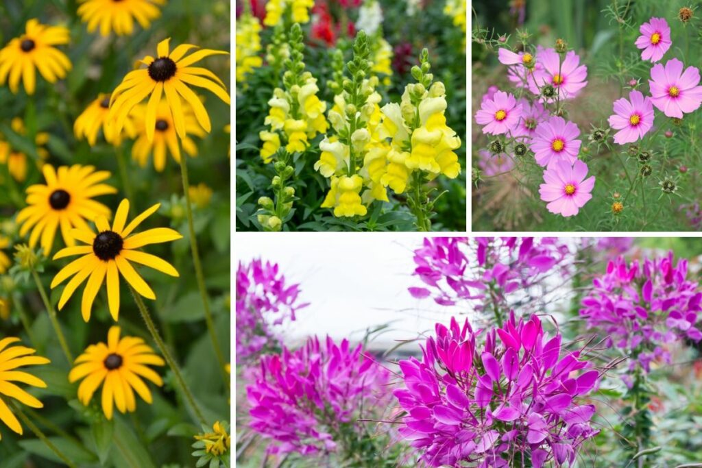 10 Perfect Illinois Annuals