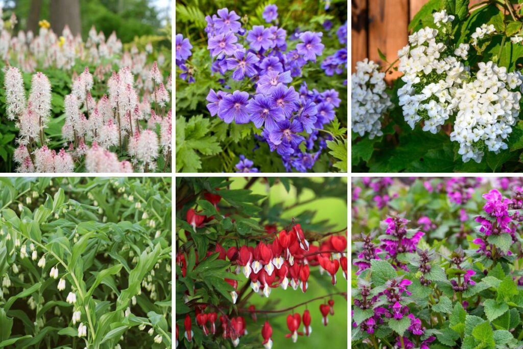 Hostas Companion Plants