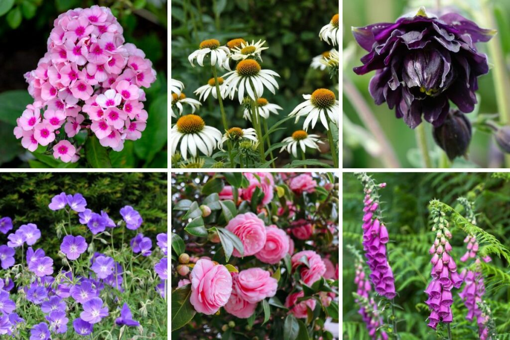 15 Peonies Companion Plants