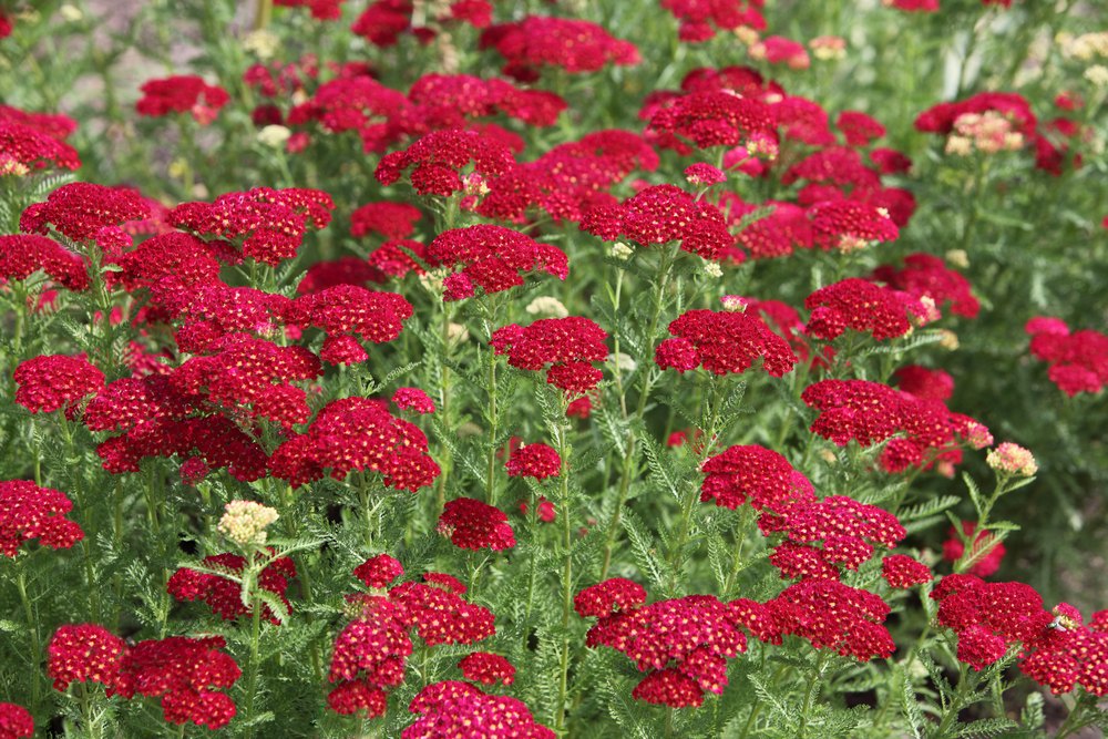 Achillea