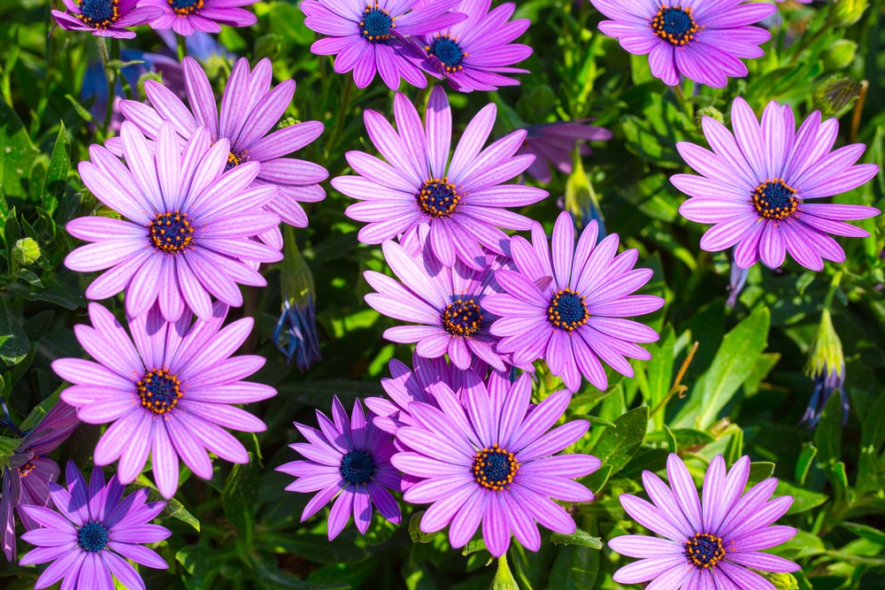 African-Daisy