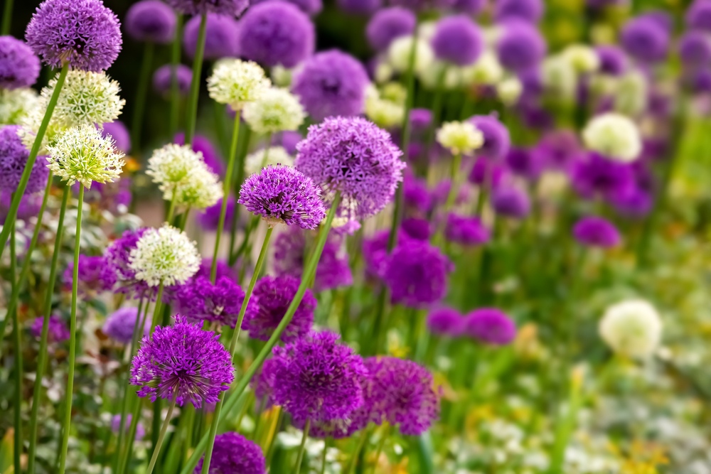 Allium