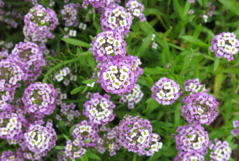 Alyssum