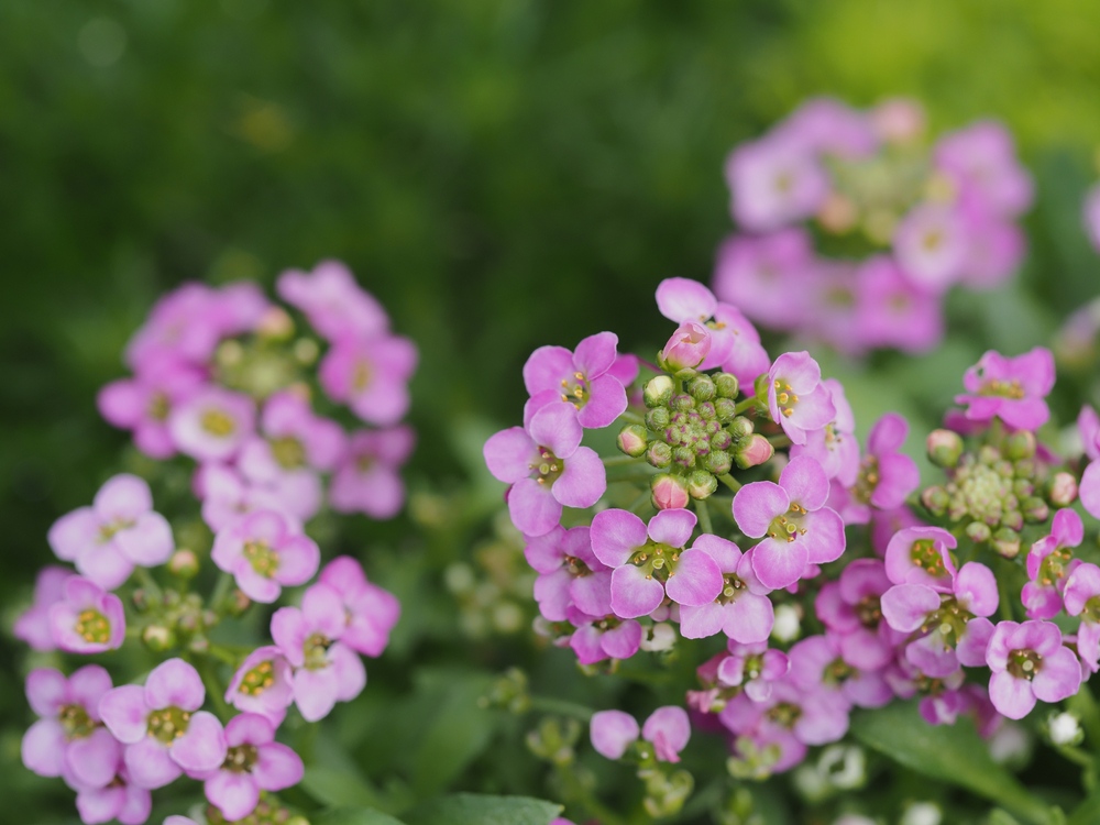 Alyssum