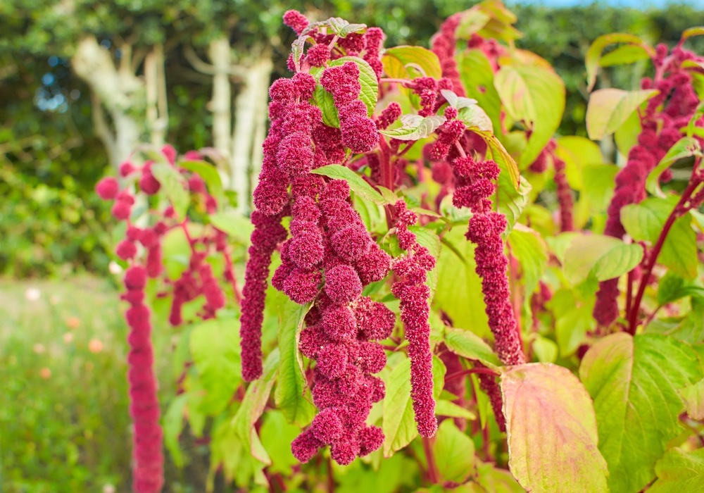 Amaranthus