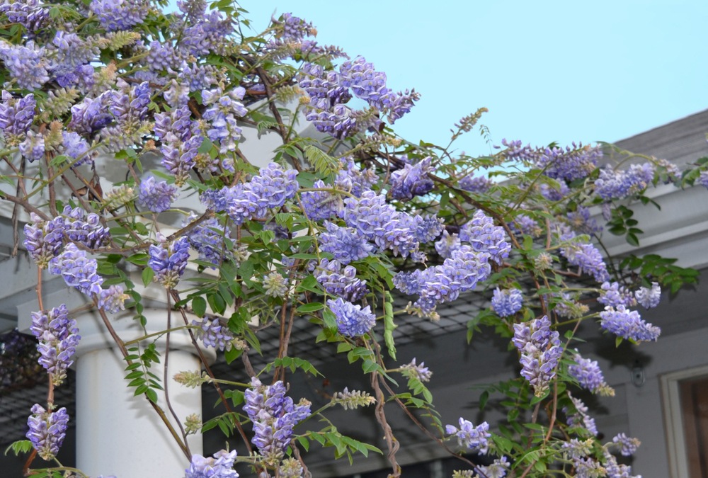 American-Wisteria