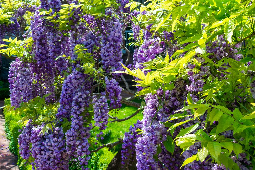 American-Wisteria