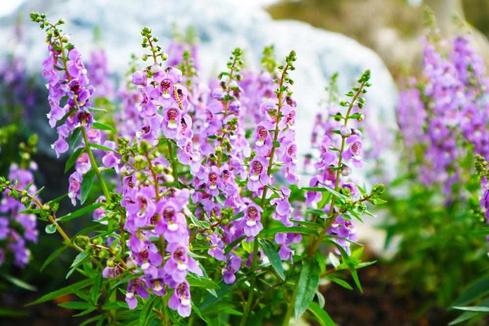 Angelonia