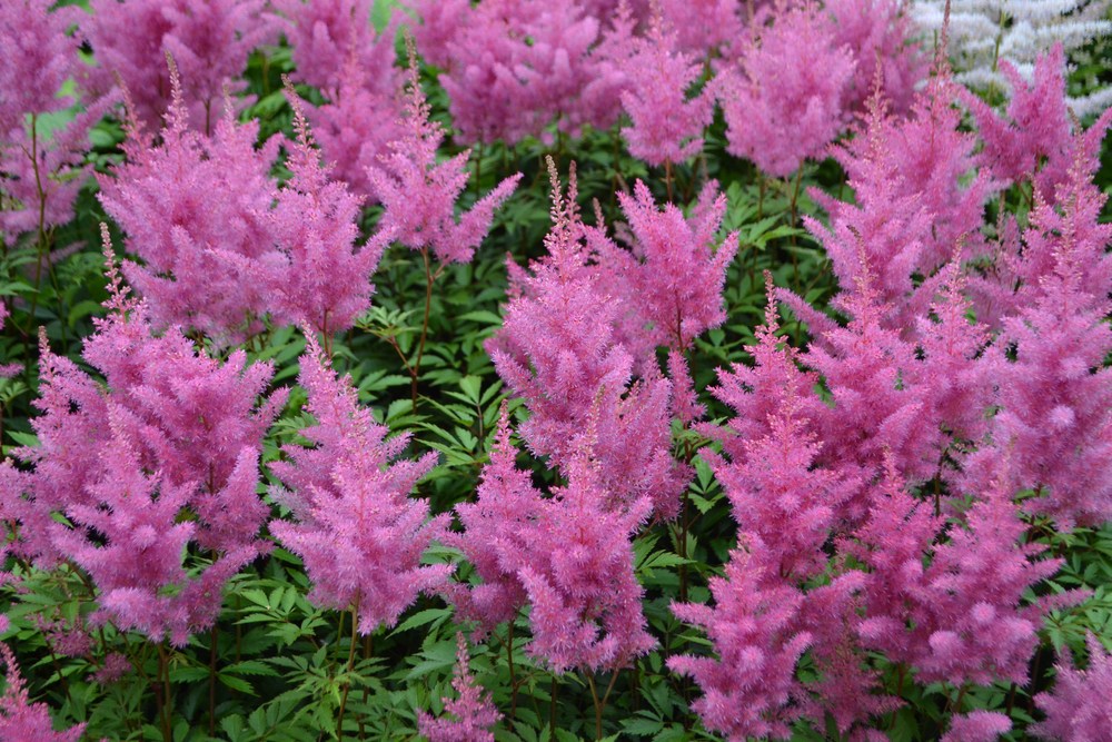 Astilbe