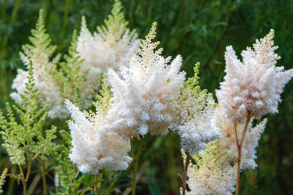 Astilbe