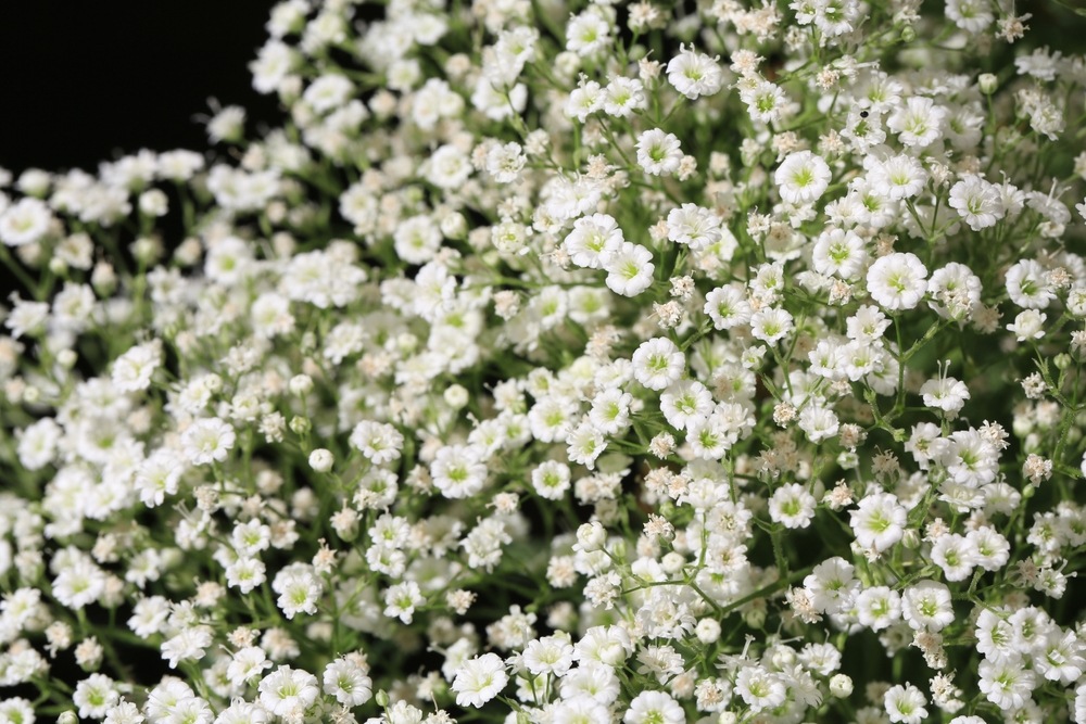 Baby's-Breath