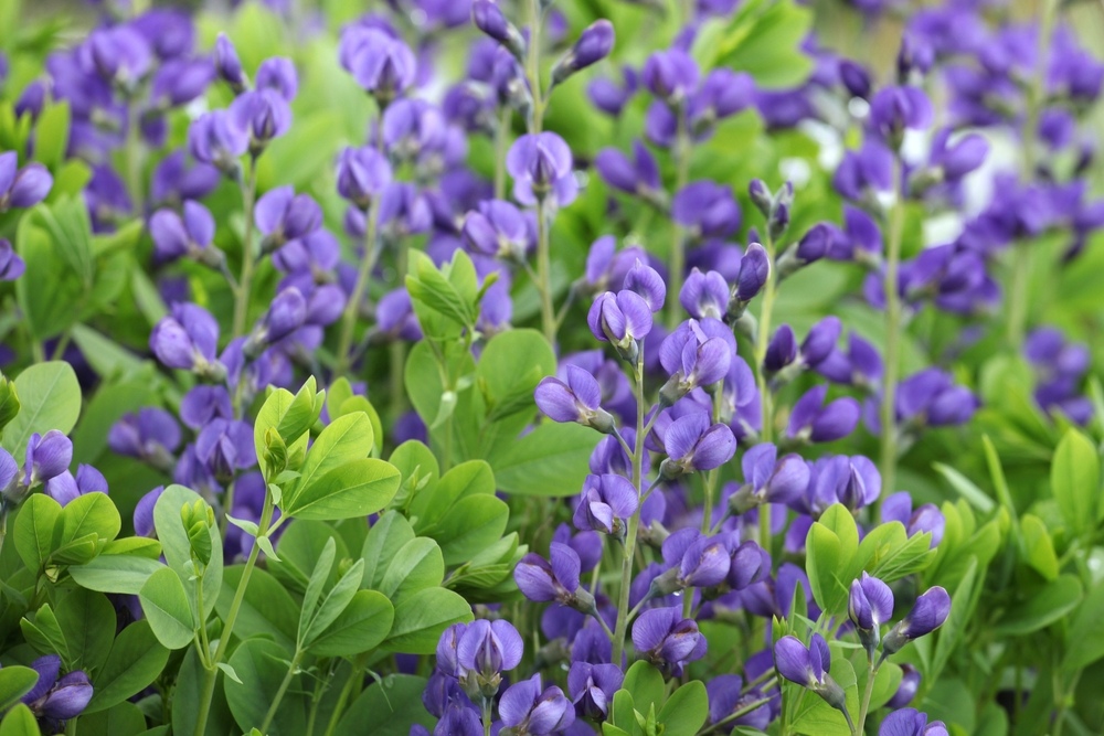 Baptisia