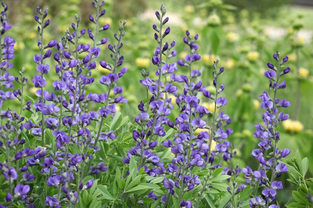 Baptisia