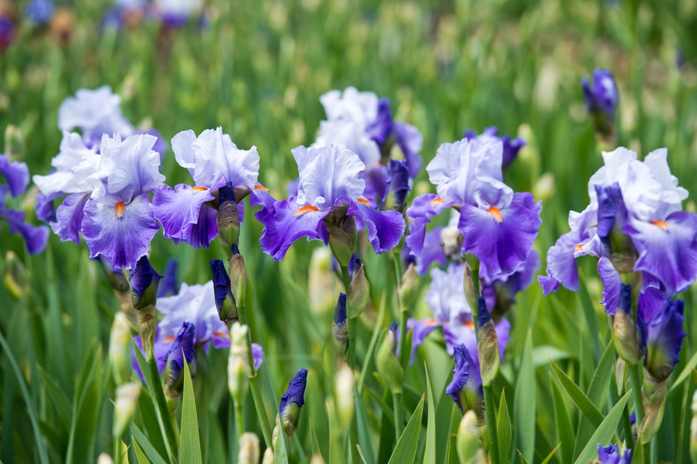 Bearded-Iris